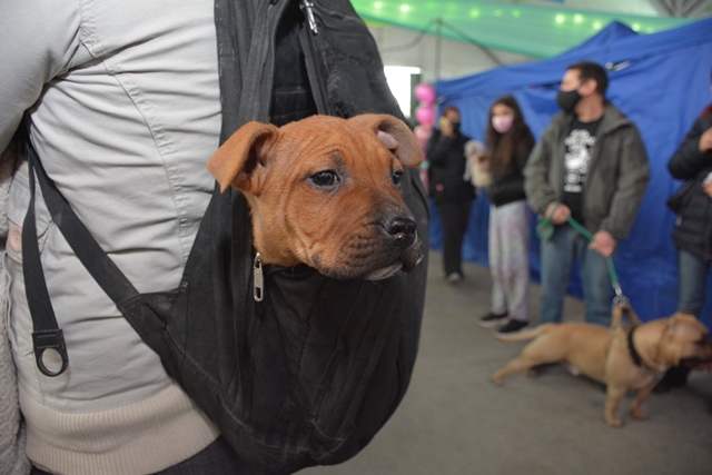 Se realizó una nueva edición de la Expo Animal en la Sociedad Rural.