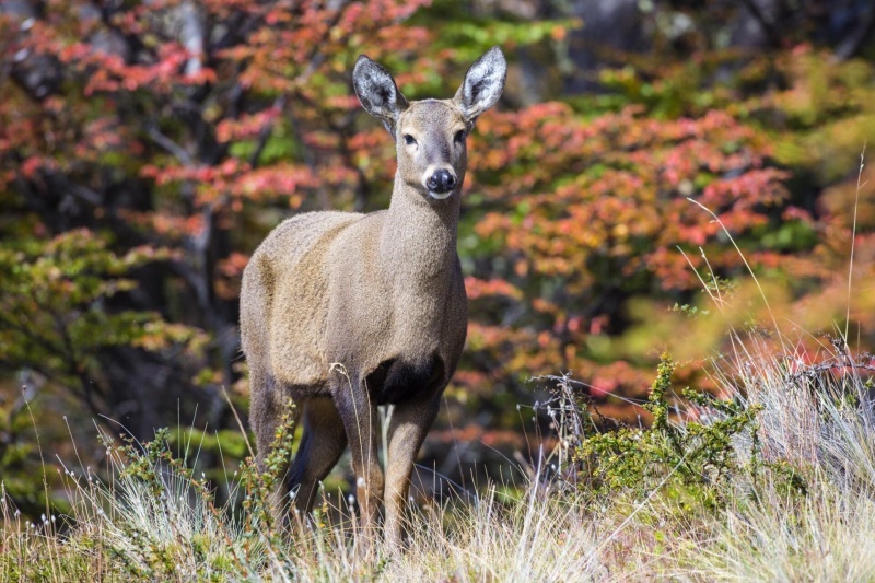 Huemul. 