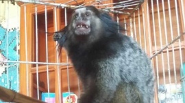 Se robaron a “Dientes” y advierten por tráfico de animales