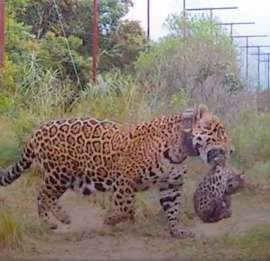 Nacen yaguaretés libres luego de 70 años de extinción