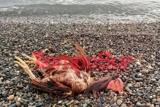 Extraño ritual con velas y un gallo se encontró en la costanera de Río Gallegos