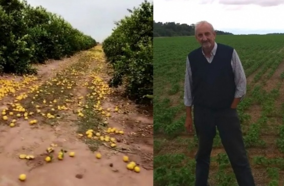 Desechó 280 toneladas de limones porque no consiguió compradores