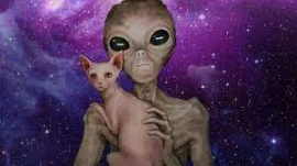 Los gatos ¿son alienígenas?