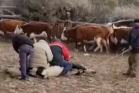  El DOR secuestró 39 animales bovinos 