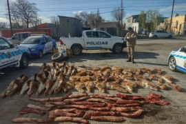 La Policía de Santa Cruz incautó, de una camioneta, cortes faenados de guanaco  