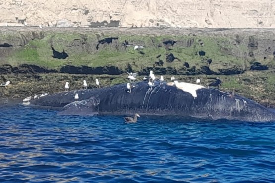 Seis ballenas muertas en Puerto Pirámide