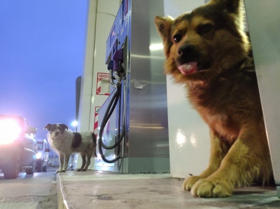 Las mascotas también sufren alergias. (Foto: C.G.)