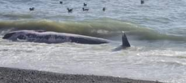 Apareció una ballena muerta en las costas de Caleta Olivia