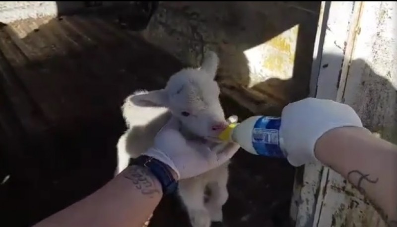 La Ordenanza Municipal prohibe la tenencia de animales de campo en domicilios particulares.