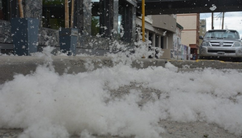 Pelusas blancas (Imagen de archivo)