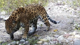 Detectaron la presencia de un ejemplar de yaguareté en el Parque Nacional Calilegua