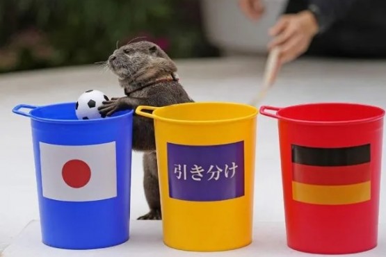 Quién es Taiyo, la nutria que predijo el batacazo de Japón ante Alemania