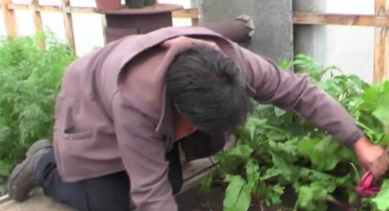 Nueva cosecha en el vivero municipal de 28 de Noviembre