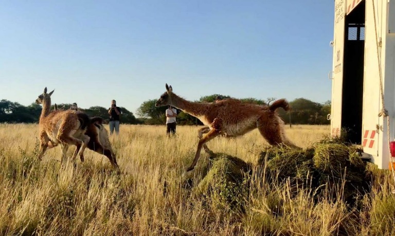 Llegaron nuestros guanacos a La Pampa 