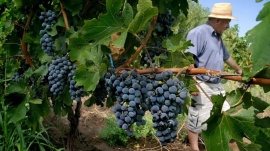 El gremio de trabajadores del campo anunció un bono de 50.000 pesos, pero la Sociedad Rural lo resiste