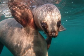 Un bañista sufrió un ataque de un lobo marino