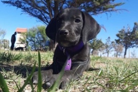 Se presentó a «Ozzy», el nuevo perro que entrenarán para la búsqueda de personas de Protección Civil