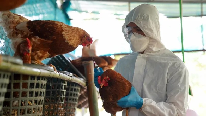 Gripe Aviar: es raro el contagio interhumano. 