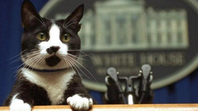   Día Internacional de Gato en homenaje a Sock, el gato de la Casa Blanca. 