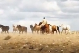 El GEOR secuestró equinos sueltos