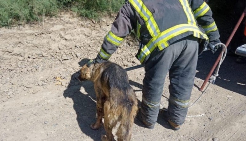 Bomberos auxiliaron a un perro herido