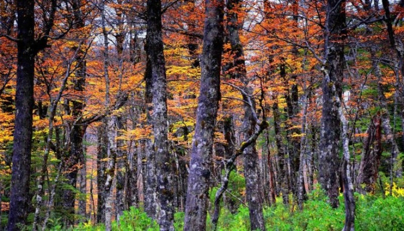 Los bosques una potencial actividad productiva para Santa Cruz