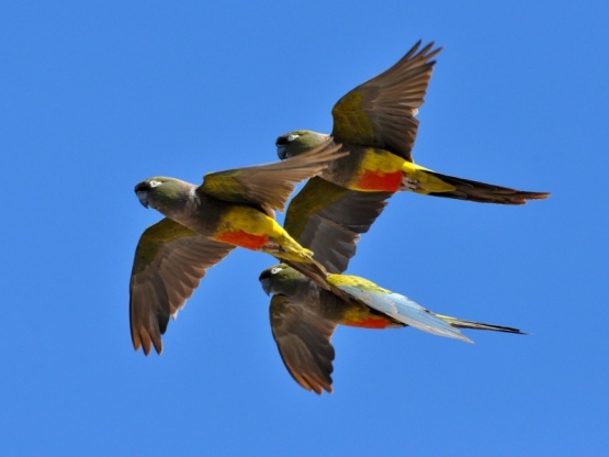 Viedma proyecta la creación de una reserva natural para preservar la colonia de loros barranqueros