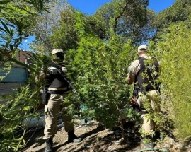 Prefectura desmanteló una plantación de marihuana