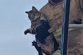 Bomberos rescataron a un gato