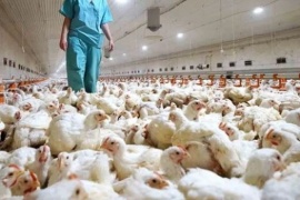 Sacrificarán 400.000 gallinas por gripe aviar en Chubut