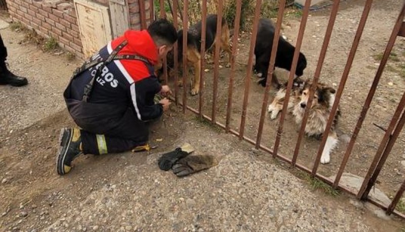 Bomberos rescataron a un perro atrapado en una reja 