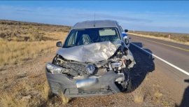 Caletense atropelló a un guanaco entre Comodoro y Trelew