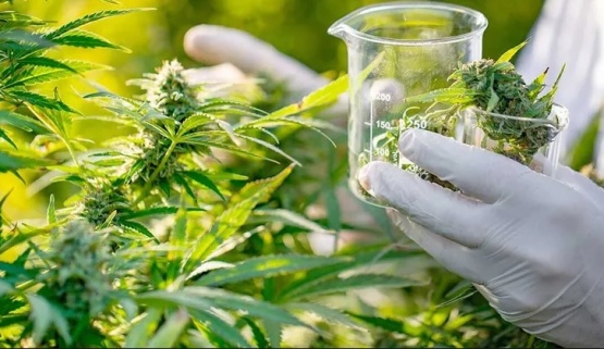 Se preparan para las Jornadas de Cannabis Santacruceño