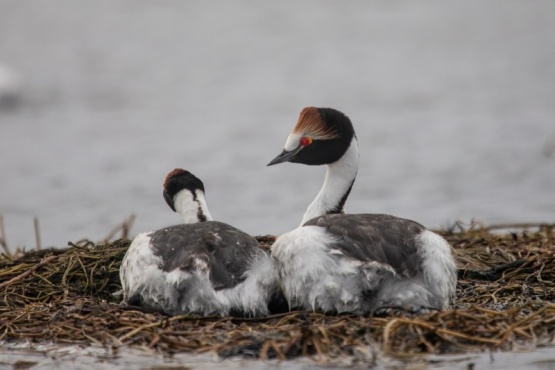 Una especie única en el mundo y símbolo de la provincia