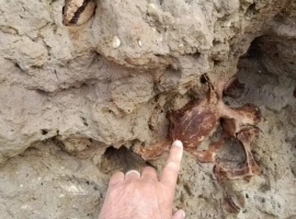 Encontraron restos de un perezoso americano en Mar Chiquita