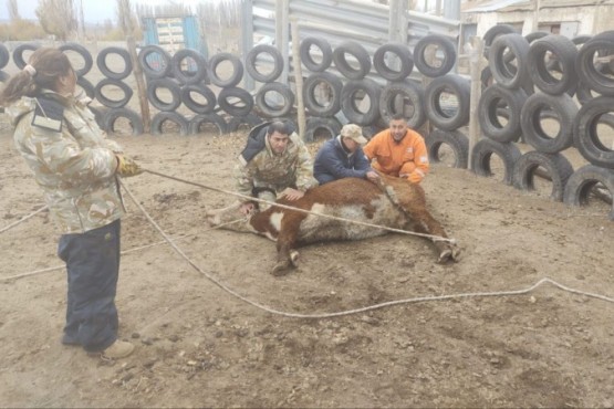 La División Operaciones Rurales incautaron animales vacunos durante controles 