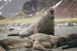 El elefante marino sobrevive con tan sólo dos horas de sueño al día