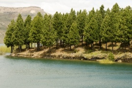 Acciones de cooperación y de fortalecimiento de la sanidad forestal en la Patagonia