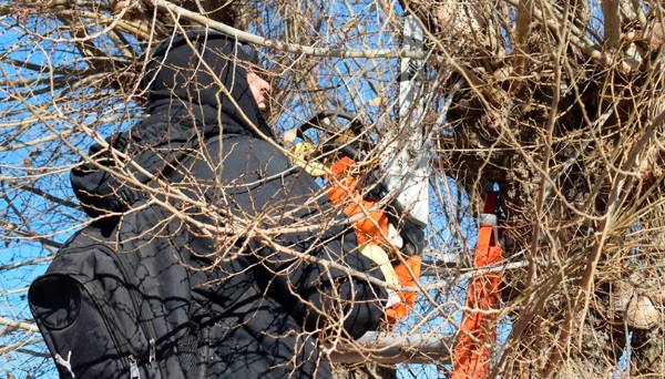 Medio Ambiente continúa con los trabajos de poda