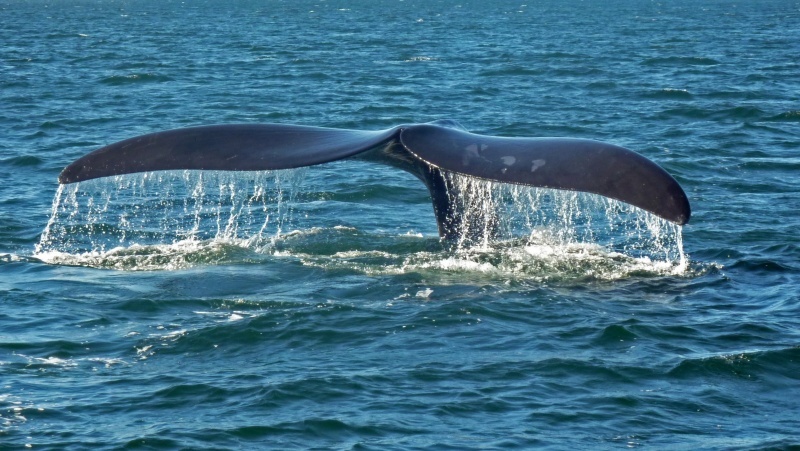 noticiaspuertosantacruz.com.ar - Imagen extraida de: https://www.tiemposur.com.ar/turismo-y-ambiente/miguel-iniguez-a-traves-de-una-red-de-datos-se-va-haciendo-seguimiento-a-las-ballenas