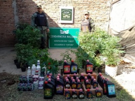 Incautan 102 plantas y más de 3 kilos de cogollos de marihuana