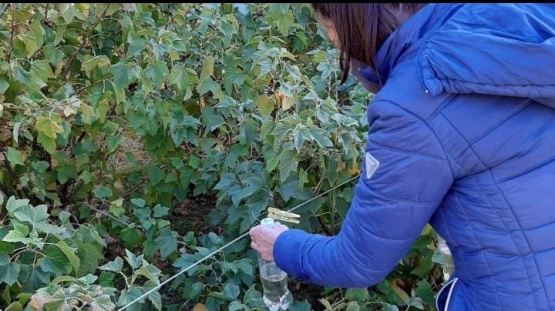 Se detectó un ejemplar de mosca de las alas manchadas en El Calafate