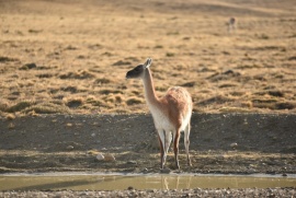 El guanaco en Santa Cruz: mitos y realidades