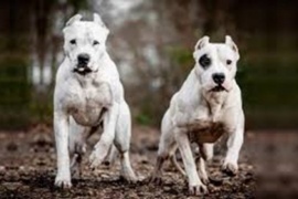 Una adolescente de 15 años murió tras ser atacada por dos perros dogos en Córdoba