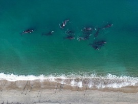 Ya hay más de 1200 ballenas en el área de Península Valdés