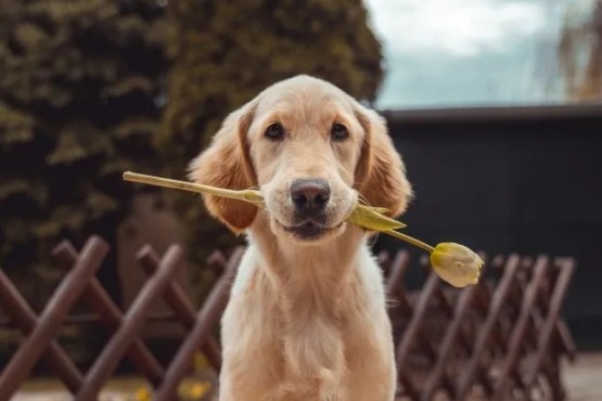 Día Mundial del Perro: por qué se celebra el 21 de julio