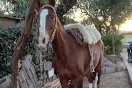 Investigan si están vendiendo carne de caballos robados