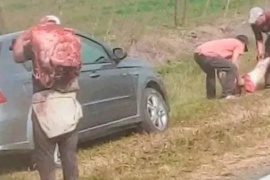 Volcó un camión que transportaba vacas y los vecinos las faenaron en la ruta