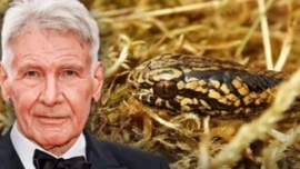 Encuentran nueva especie de serpiente en selva de Perú y la bautizan "Harrison Ford"