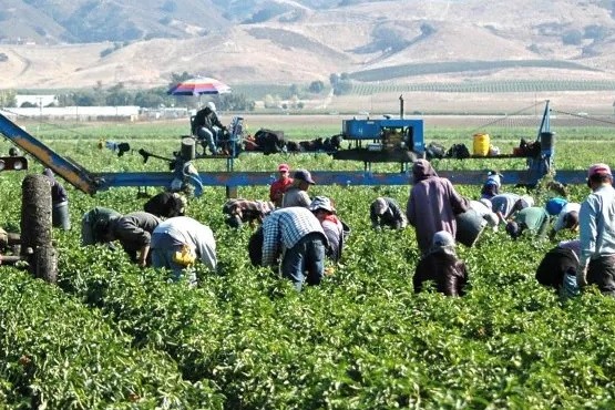 Extienden por dos años beneficios en asignaciones familiares para trabajadores golondrina